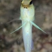 jawfish_yellowhead_dw_wc_v_0552_tci0913.jpg